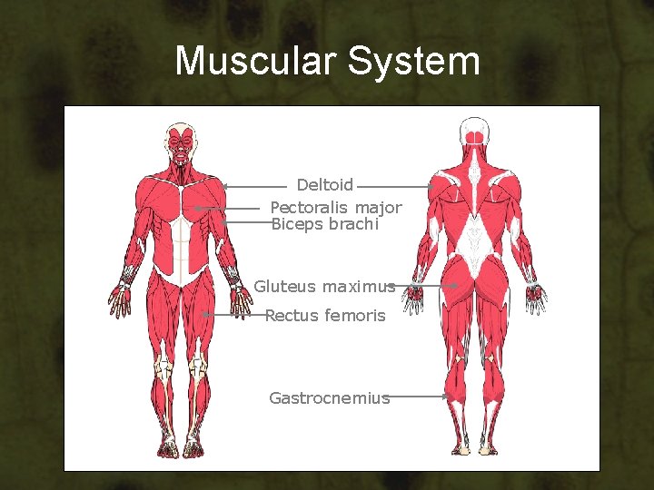 Muscular System Deltoid Pectoralis major Biceps brachi Gluteus maximus Rectus femoris Gastrocnemius Muscular System Deltoid Pectoralis major Biceps brachi Gluteus maximus Rectus femoris Gastrocnemius