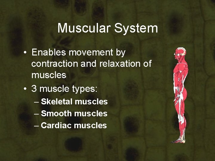 Muscular System • Enables movement by contraction and relaxation of muscles • 3 muscle Muscular System • Enables movement by contraction and relaxation of muscles • 3 muscle