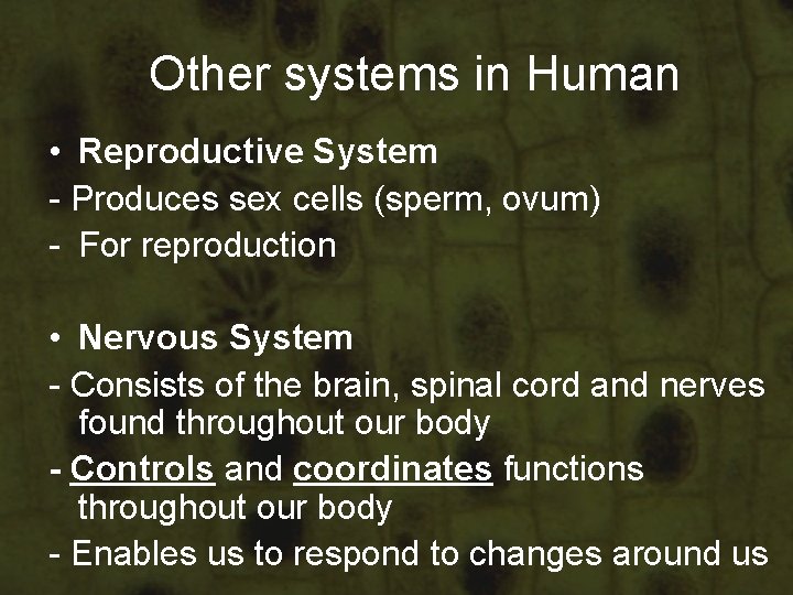 Other systems in Human • Reproductive System - Produces sex cells (sperm, ovum) - Other systems in Human • Reproductive System - Produces sex cells (sperm, ovum) -