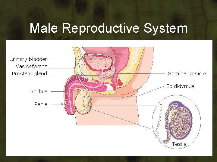 Male Reproductive System Urinary bladder Vas deferens Prostate gland Urethra Seminal vesicle Epididymus Penis Male Reproductive System Urinary bladder Vas deferens Prostate gland Urethra Seminal vesicle Epididymus Penis