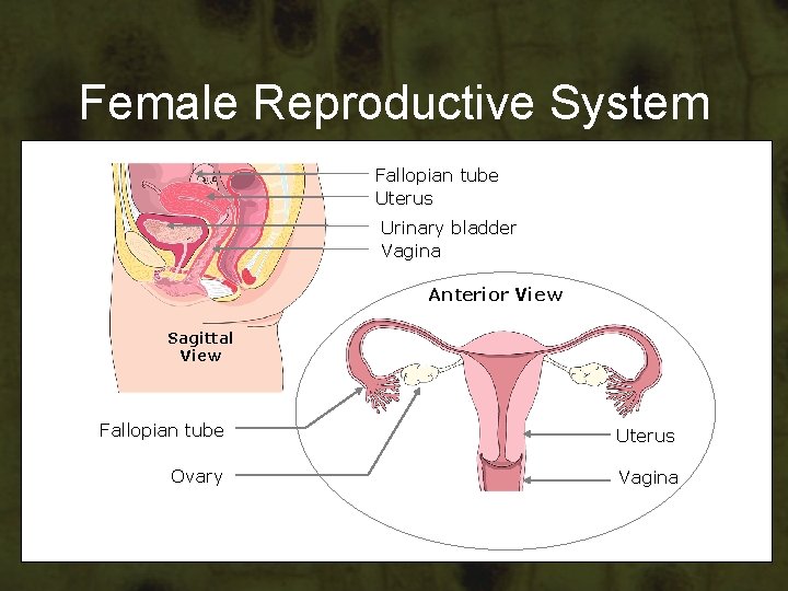 Female Reproductive System Fallopian tube Uterus Urinary bladder Vagina Anterior View Sagittal View Fallopian Female Reproductive System Fallopian tube Uterus Urinary bladder Vagina Anterior View Sagittal View Fallopian