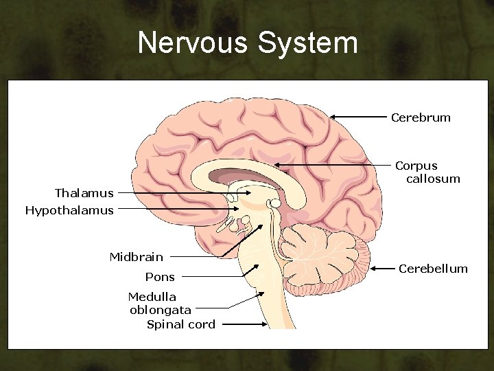 Nervous System Cerebrum Corpus callosum Thalamus Hypothalamus Midbrain Pons Medulla oblongata Spinal cord Cerebellum Nervous System Cerebrum Corpus callosum Thalamus Hypothalamus Midbrain Pons Medulla oblongata Spinal cord Cerebellum