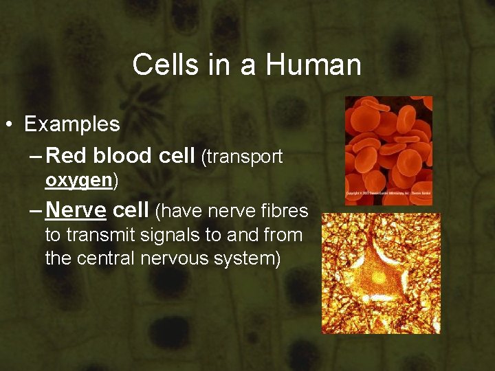 Cells in a Human • Examples – Red blood cell (transport oxygen) – Nerve Cells in a Human • Examples – Red blood cell (transport oxygen) – Nerve