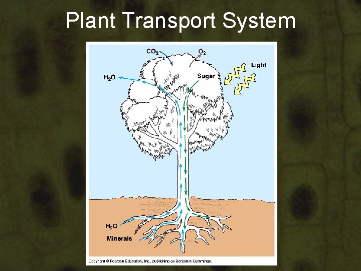 Plant Transport System Plant Transport System