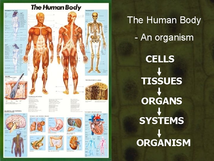 The Human Body - An organism CELLS TISSUES ORGANS SYSTEMS ORGANISM The Human Body - An organism CELLS TISSUES ORGANS SYSTEMS ORGANISM