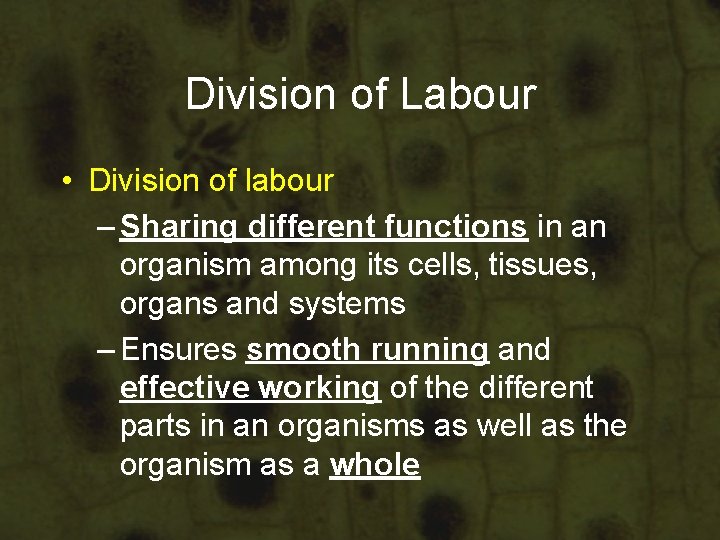 Division of Labour • Division of labour – Sharing different functions in an organism Division of Labour • Division of labour – Sharing different functions in an organism