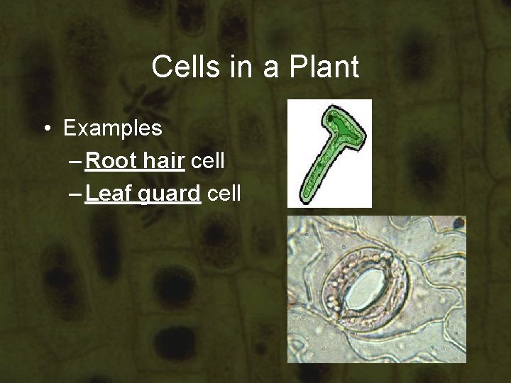 Cells in a Plant • Examples – Root hair cell – Leaf guard cell Cells in a Plant • Examples – Root hair cell – Leaf guard cell