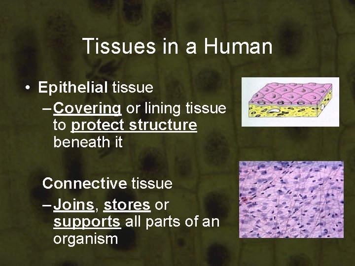 Tissues in a Human • Epithelial tissue – Covering or lining tissue to protect Tissues in a Human • Epithelial tissue – Covering or lining tissue to protect