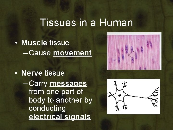 Tissues in a Human • Muscle tissue – Cause movement • Nerve tissue – Tissues in a Human • Muscle tissue – Cause movement • Nerve tissue –
