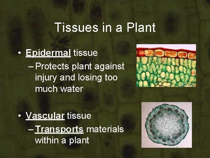 Tissues in a Plant • Epidermal tissue – Protects plant against injury and losing Tissues in a Plant • Epidermal tissue – Protects plant against injury and losing