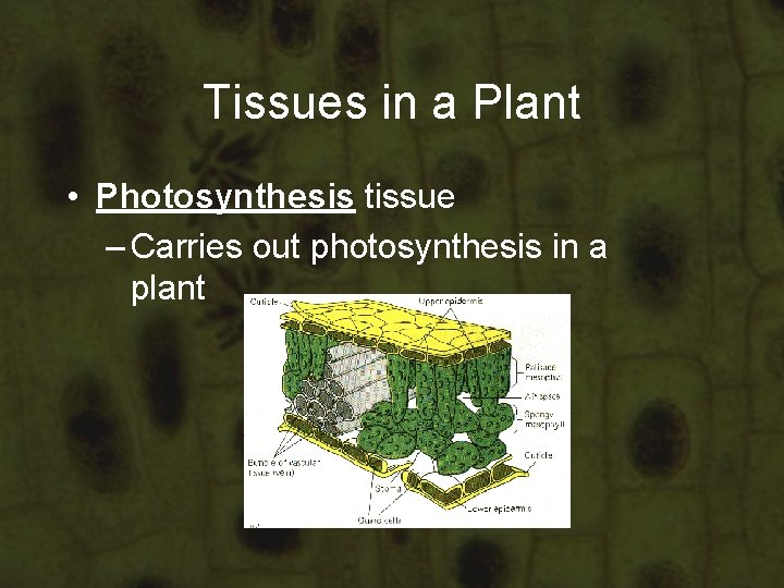 Tissues in a Plant • Photosynthesis tissue – Carries out photosynthesis in a plant Tissues in a Plant • Photosynthesis tissue – Carries out photosynthesis in a plant