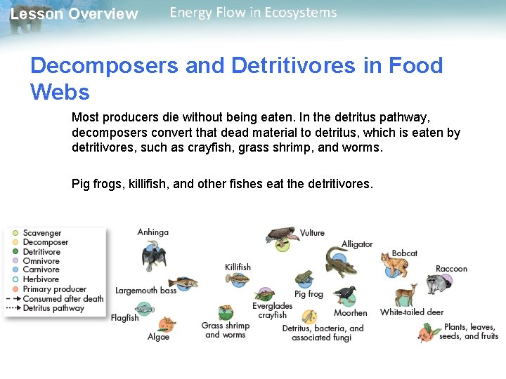 Lesson Overview Energy Flow in Ecosystems Decomposers and Detritivores in Food Webs Most producers