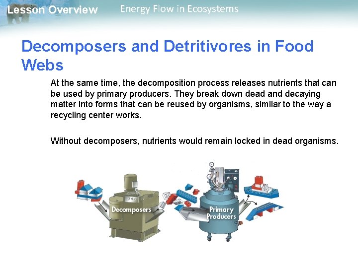 Lesson Overview Energy Flow in Ecosystems Decomposers and Detritivores in Food Webs At the