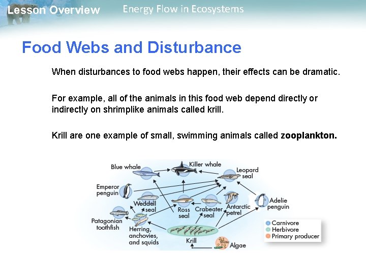 Lesson Overview Energy Flow in Ecosystems Food Webs and Disturbance When disturbances to food