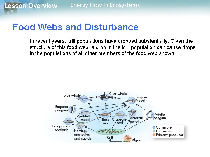 Lesson Overview Energy Flow in Ecosystems Food Webs and Disturbance In recent years, krill