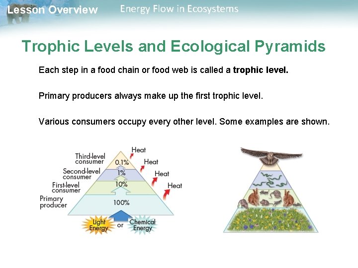 Lesson Overview Energy Flow in Ecosystems Trophic Levels and Ecological Pyramids Each step in