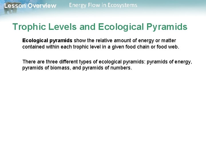 Lesson Overview Energy Flow in Ecosystems Trophic Levels and Ecological Pyramids Ecological pyramids show