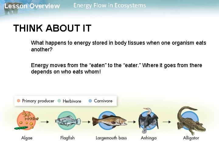 Lesson Overview Energy Flow in Ecosystems THINK ABOUT IT What happens to energy stored