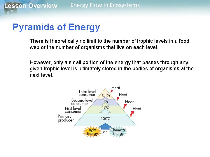 Lesson Overview Energy Flow in Ecosystems Pyramids of Energy There is theoretically no limit