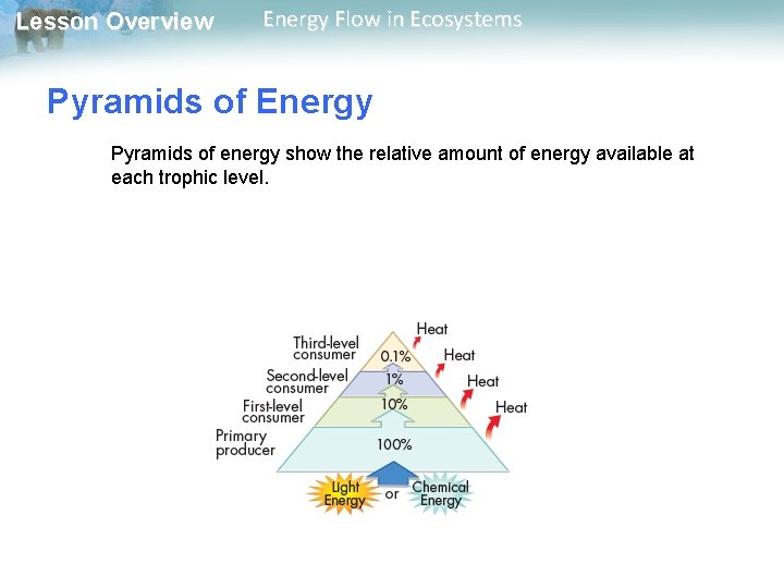 Lesson Overview Energy Flow in Ecosystems Pyramids of Energy Pyramids of energy show the