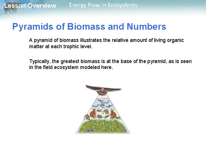 Lesson Overview Energy Flow in Ecosystems Pyramids of Biomass and Numbers A pyramid of
