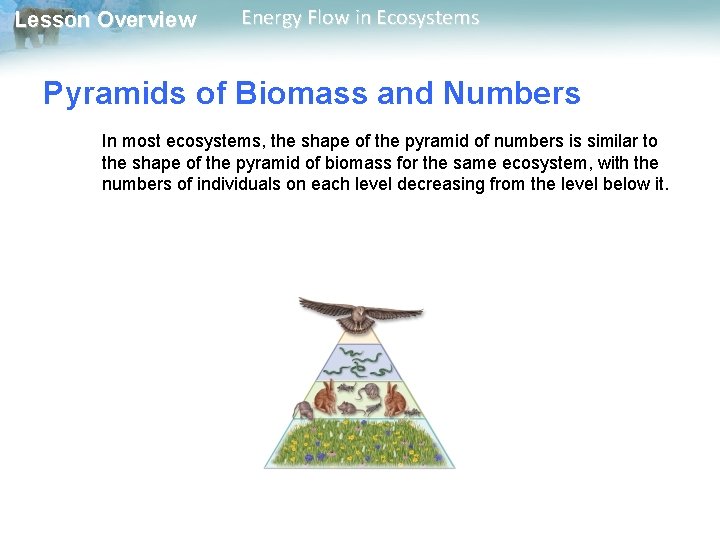 Lesson Overview Energy Flow in Ecosystems Pyramids of Biomass and Numbers In most ecosystems,