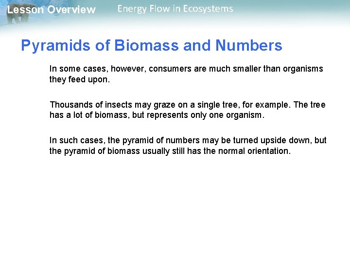 Lesson Overview Energy Flow in Ecosystems Pyramids of Biomass and Numbers In some cases,