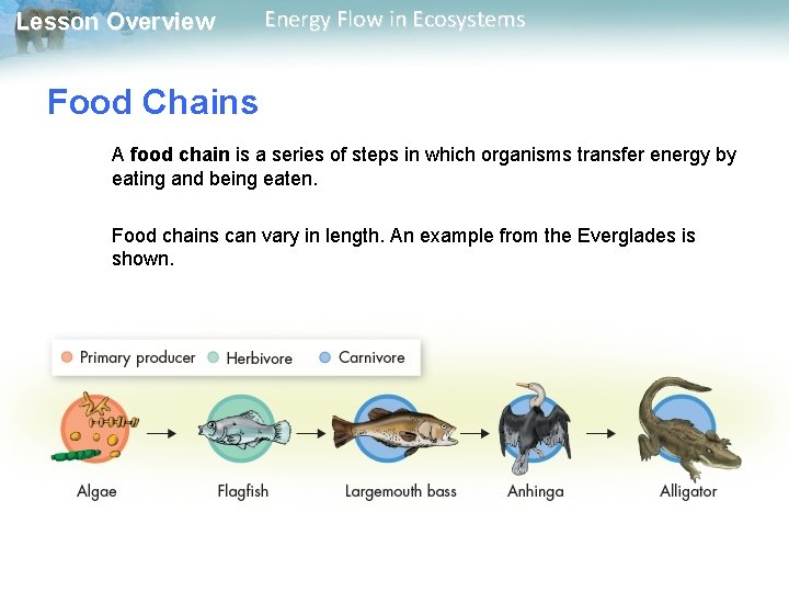Lesson Overview Energy Flow in Ecosystems Food Chains A food chain is a series