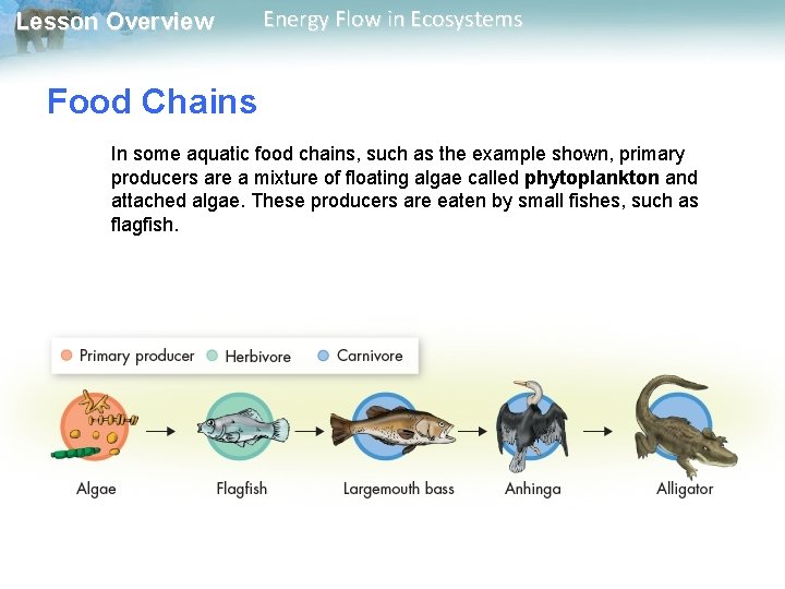 Lesson Overview Energy Flow in Ecosystems Food Chains In some aquatic food chains, such