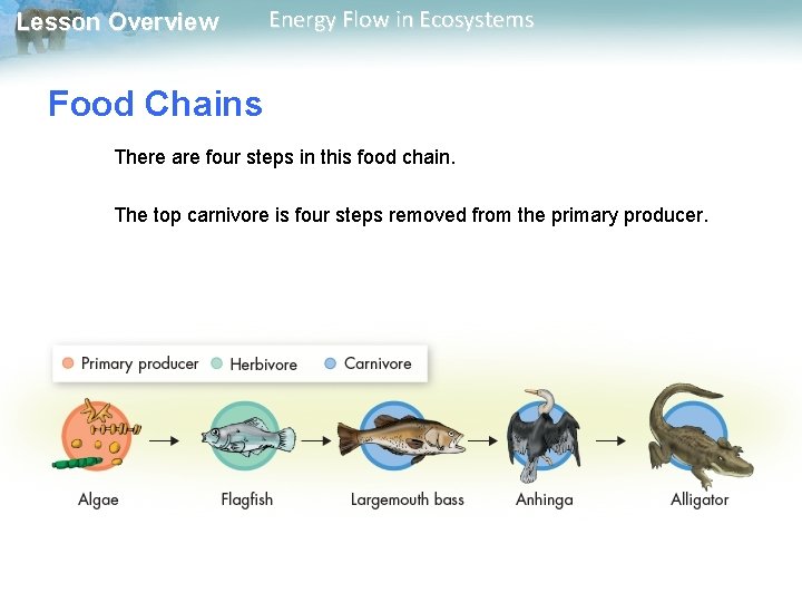 Lesson Overview Energy Flow in Ecosystems Food Chains There are four steps in this