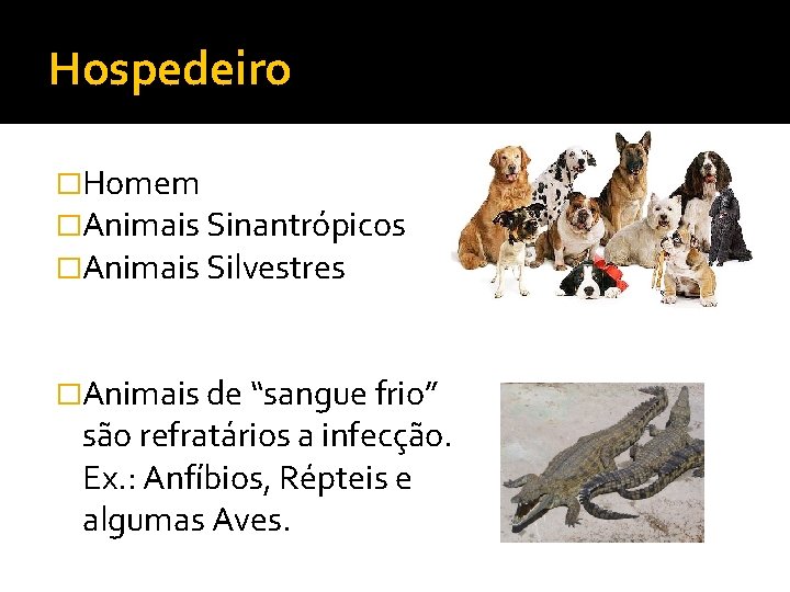 Hospedeiro �Homem �Animais Sinantrópicos �Animais Silvestres �Animais de “sangue frio” são refratários a infecção.