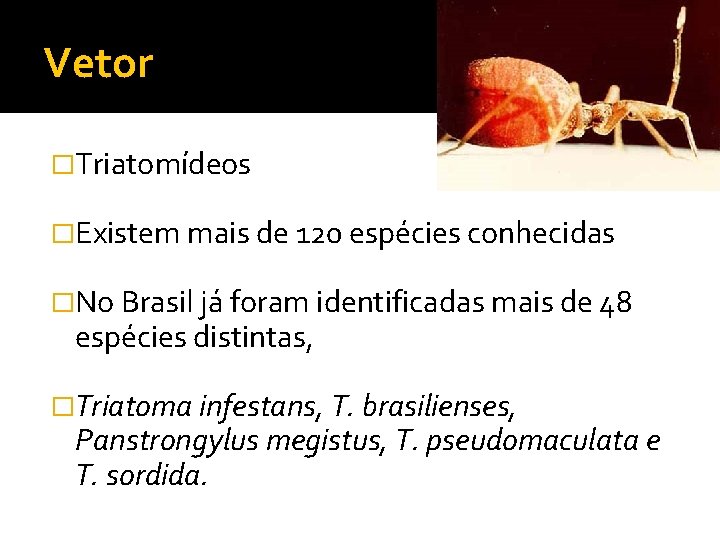 Vetor �Triatomídeos �Existem mais de 120 espécies conhecidas �No Brasil já foram identificadas mais