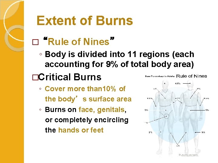 Extent of Burns �“Rule of Nines” ◦ Body is divided into 11 regions (each