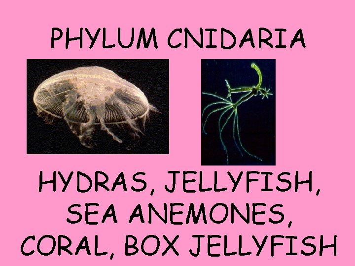 PHYLUM CNIDARIA HYDRAS, JELLYFISH, SEA ANEMONES, CORAL, BOX JELLYFISH 