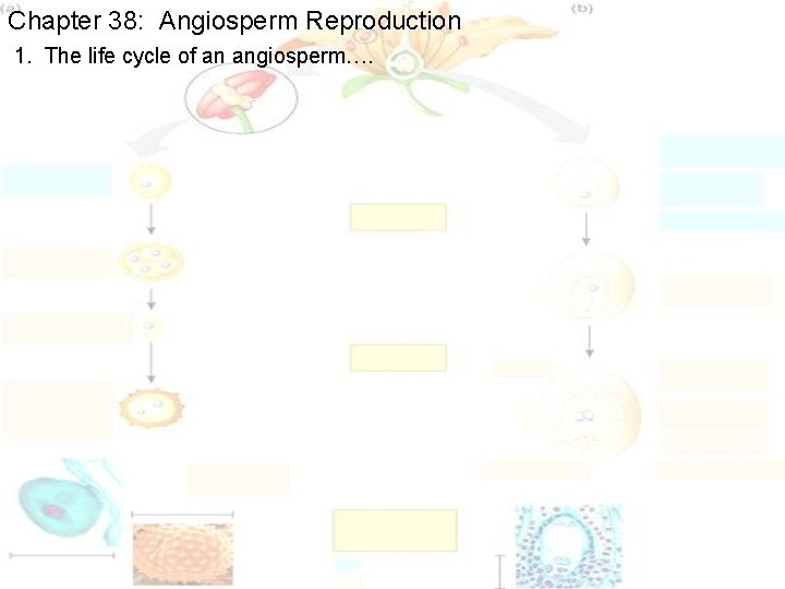 Chapter 38: Angiosperm Reproduction 1. The life cycle of an angiosperm…. Chapter 38: Angiosperm Reproduction 1. The life cycle of an angiosperm….