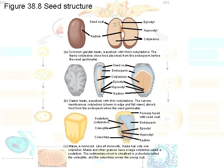 Figure 38. 8 Seed structure Seed coat Epicotyl Hypocotyl Radicle Cotyledons (a) Common garden Figure 38. 8 Seed structure Seed coat Epicotyl Hypocotyl Radicle Cotyledons (a) Common garden