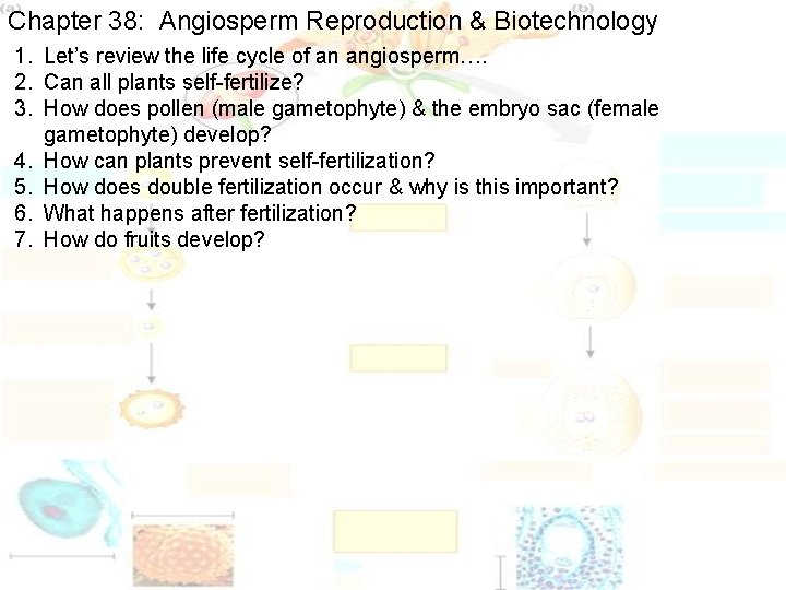 Chapter 38: Angiosperm Reproduction & Biotechnology 1. Let’s review the life cycle of an Chapter 38: Angiosperm Reproduction & Biotechnology 1. Let’s review the life cycle of an