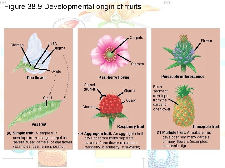 Figure 38. 9 Developmental origin of fruits Carpels Flower Ovary Stigma Stamen Ovule Raspberry Figure 38. 9 Developmental origin of fruits Carpels Flower Ovary Stigma Stamen Ovule Raspberry