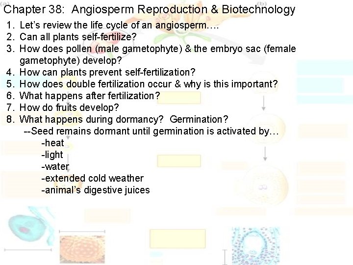 Chapter 38: Angiosperm Reproduction & Biotechnology 1. Let’s review the life cycle of an Chapter 38: Angiosperm Reproduction & Biotechnology 1. Let’s review the life cycle of an