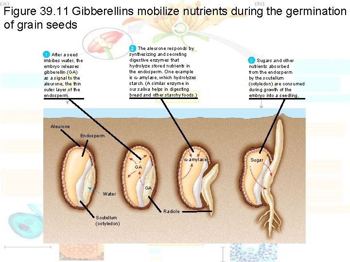 Figure 39. 11 Gibberellins mobilize nutrients during the germination of grain seeds 22 The Figure 39. 11 Gibberellins mobilize nutrients during the germination of grain seeds 22 The