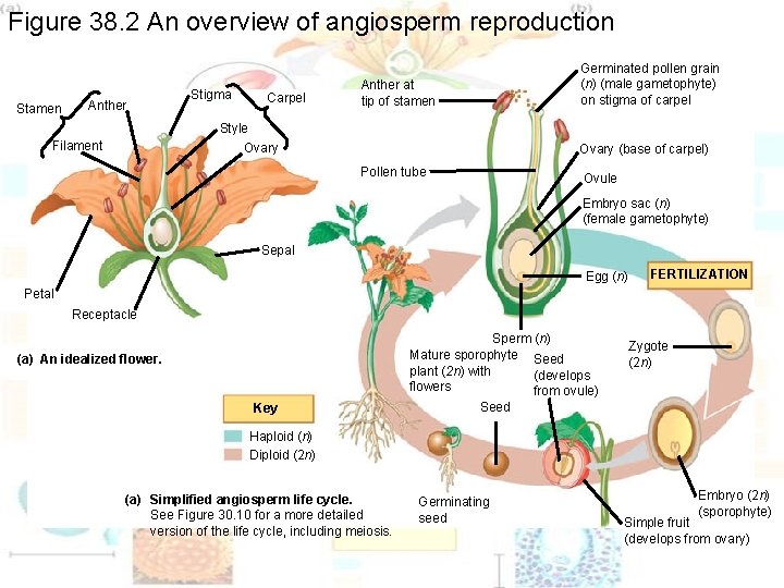 Figure 38. 2 An overview of angiosperm reproduction Stamen Anther Stigma Carpel Germinated pollen Figure 38. 2 An overview of angiosperm reproduction Stamen Anther Stigma Carpel Germinated pollen