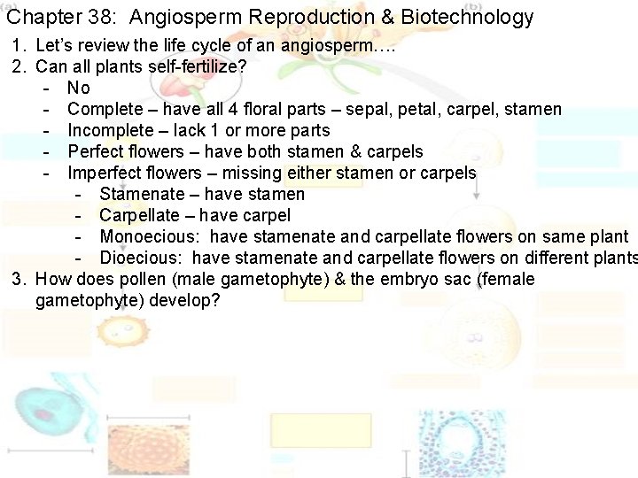 Chapter 38: Angiosperm Reproduction & Biotechnology 1. Let’s review the life cycle of an Chapter 38: Angiosperm Reproduction & Biotechnology 1. Let’s review the life cycle of an