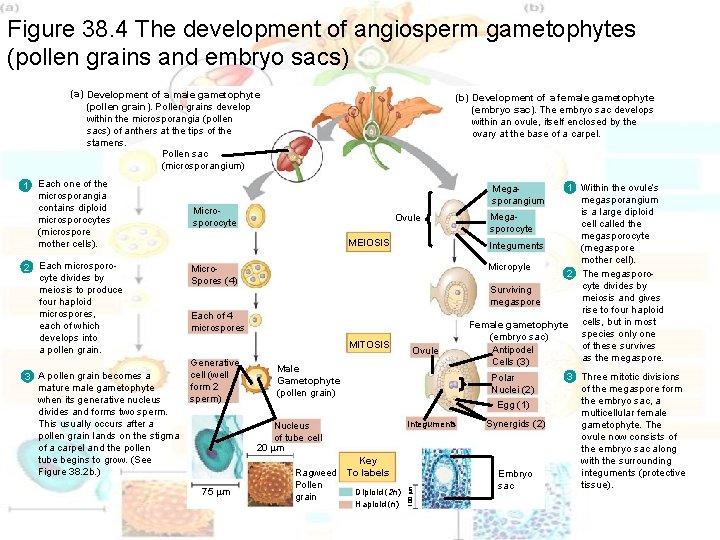 Figure 38. 4 The development of angiosperm gametophytes (pollen grains and embryo sacs) (a) Figure 38. 4 The development of angiosperm gametophytes (pollen grains and embryo sacs) (a)