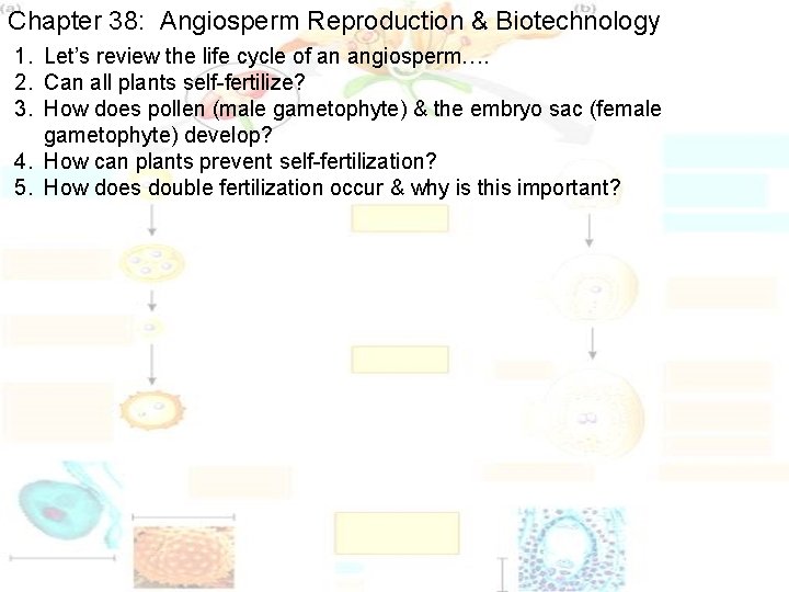 Chapter 38: Angiosperm Reproduction & Biotechnology 1. Let’s review the life cycle of an Chapter 38: Angiosperm Reproduction & Biotechnology 1. Let’s review the life cycle of an