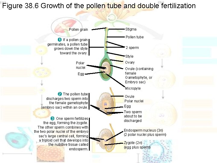 Figure 38. 6 Growth of the pollen tube and double fertilization Pollen grain 1 Figure 38. 6 Growth of the pollen tube and double fertilization Pollen grain 1