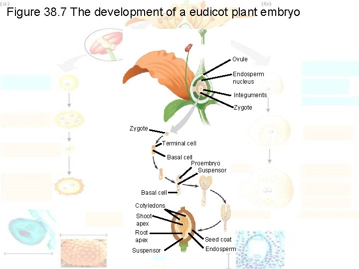 Figure 38. 7 The development of a eudicot plant embryo Ovule Endosperm nucleus Integuments Figure 38. 7 The development of a eudicot plant embryo Ovule Endosperm nucleus Integuments