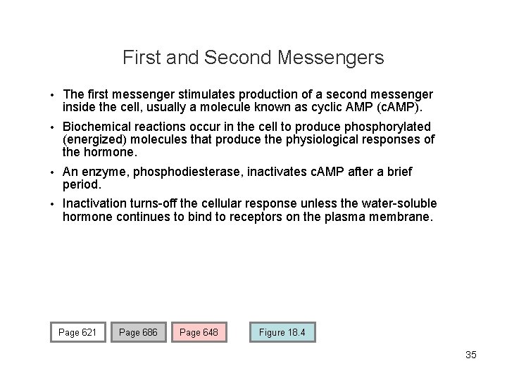 First and Second Messengers • The first messenger stimulates production of a second messenger