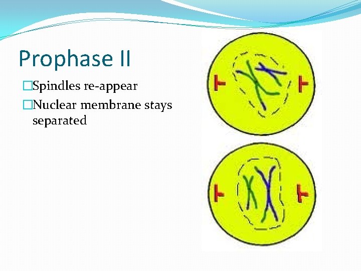 Prophase II �Spindles re-appear �Nuclear membrane stays separated 