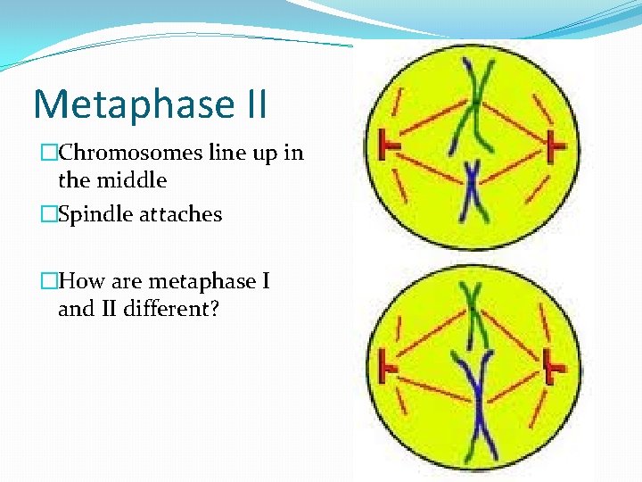 Metaphase II �Chromosomes line up in the middle �Spindle attaches �How are metaphase I