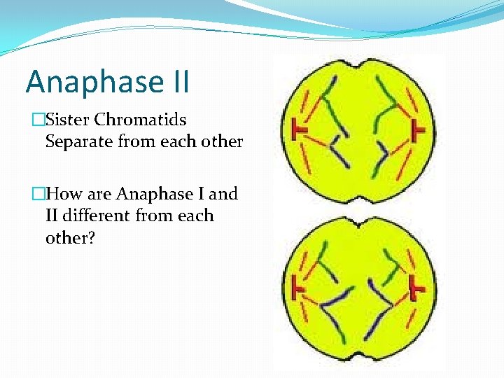 Anaphase II �Sister Chromatids Separate from each other �How are Anaphase I and II